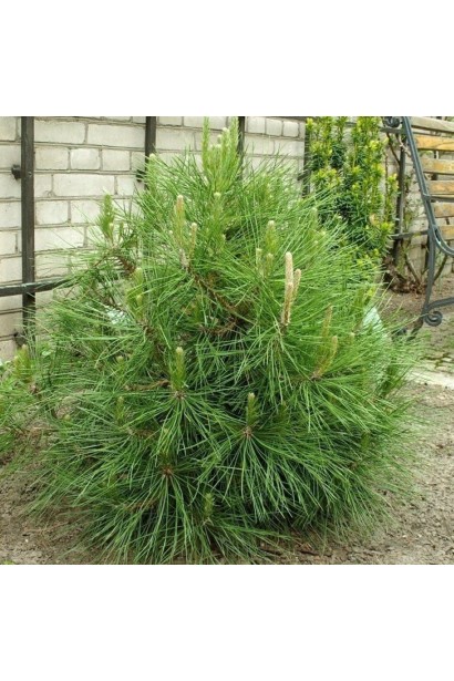 Pinus nigra var. austriaca Globosa